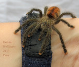 Pink -Toed Tarantula