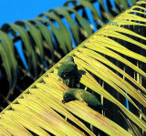 Parrots Eating Bugs on Palm Trees