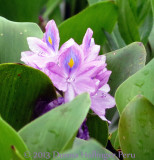 Water Hyacinth Flower