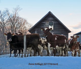 Cows Watching Me