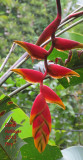 900.heliconia.1155copy.jpg