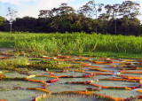 Giant Lily Pads