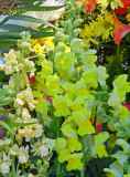 Yellow Snapdragons and Cream Stock