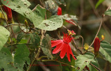 Red Passion Flowers