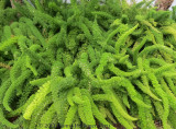 Asparagus Fern?