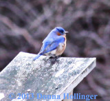 First Bluebird At Broadmoor Sanctuary