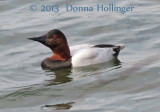 Canvasback Male at Freshpond