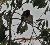 Lettered Aracari  in Cecropia Tree