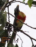 Lettered Aracari  in Cecropia Tree