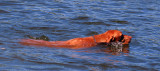 vwaterpuppy! Vizla