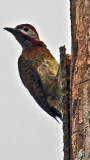Spot Breasted Woodpecker