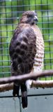 Broad winged Hawk