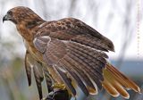 Red Tail Hawk, Wings Extended