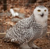 snowy owl.jpg