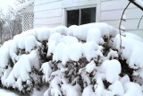 Shrubs with a snow blanket