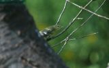 Blackpoll Warbler (fall plumage)