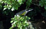 Magnolia Warbler (fall plumage)