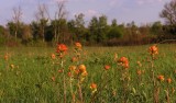 Castilleja coccinea