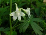 Delphinium tricorne