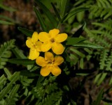 Lithospermum caroliniense