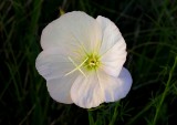 Oenothera speciosa