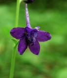 Delphinium tricorne