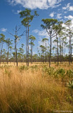 Jonathan Dickinson State Park