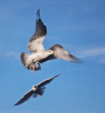 gulls fly