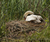swan's nest