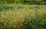 tall grass at Antietam