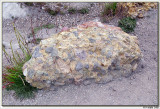 Point Lobos