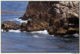 Point Lobos