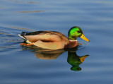 Mallard Duck