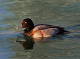 Lesser Scaup (female)