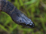 Northern Watersnake (Nerodia sipedon)