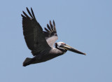 Pelican in flight