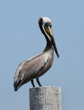 Pelican