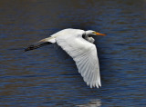 Egret in flight