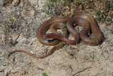 Western Coachwhip