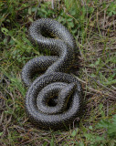 Speckled King Snake