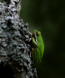 American Green Tree Frog