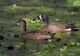 Male and Female Blue Winged Teals