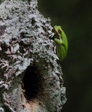 American Green Tree Frog