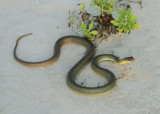 Yellow-bellied Racer