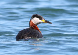 Red Necked Grebe