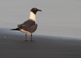 Laughing Gull