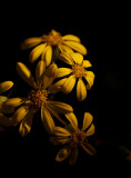 Yellow Flowers 9074