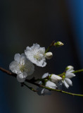 Blossom 1807