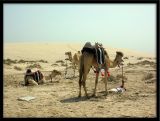 Qatari Camel Rides