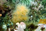 Small piece of red soft coral
